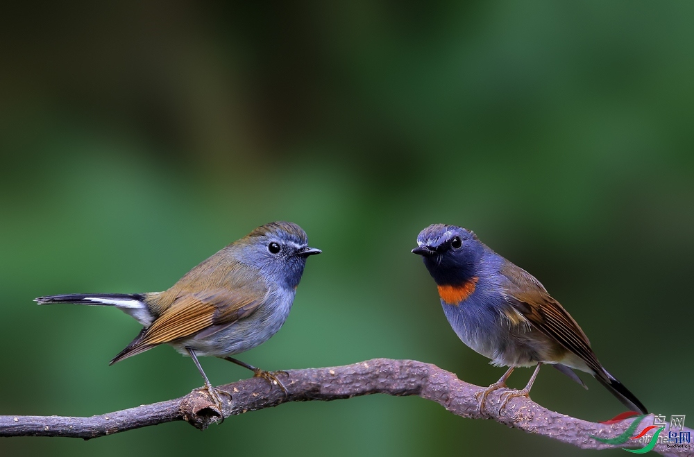 ��Ȼ  ��ʦ����.jpg