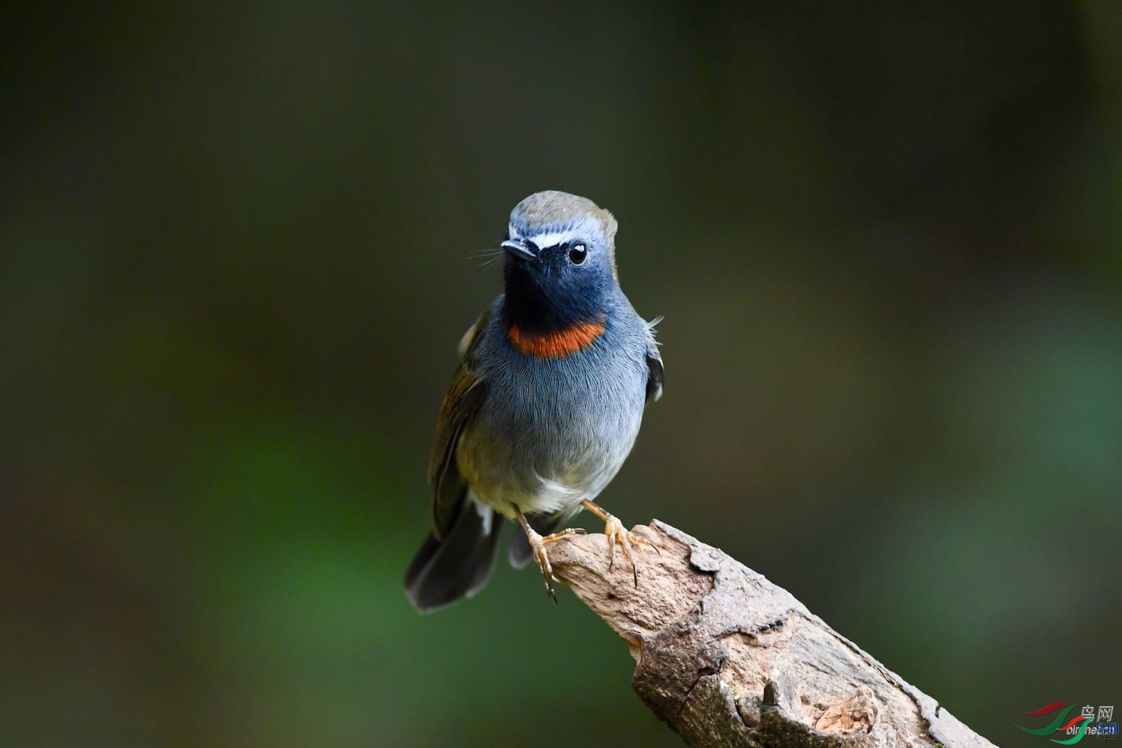 �����  ��ʦ����������ʡ��ɽ��������.jpg