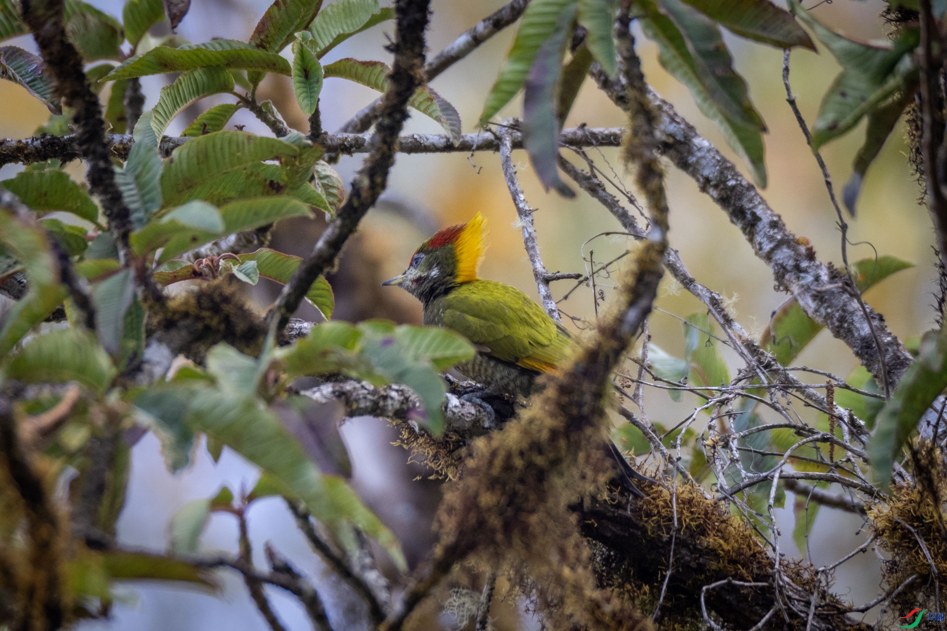 �ƹ���ľ��