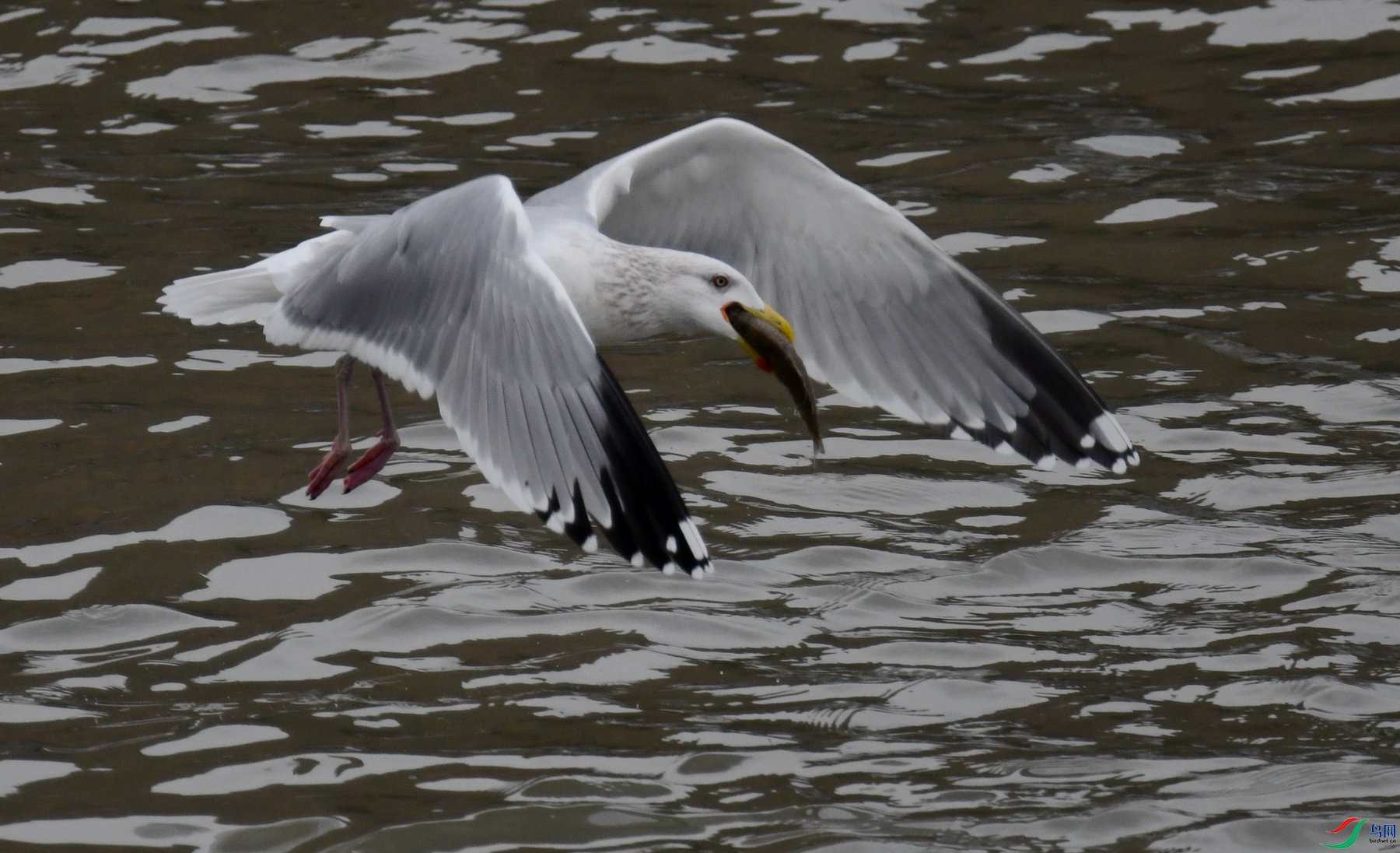 DSC_9957_����.jpg
