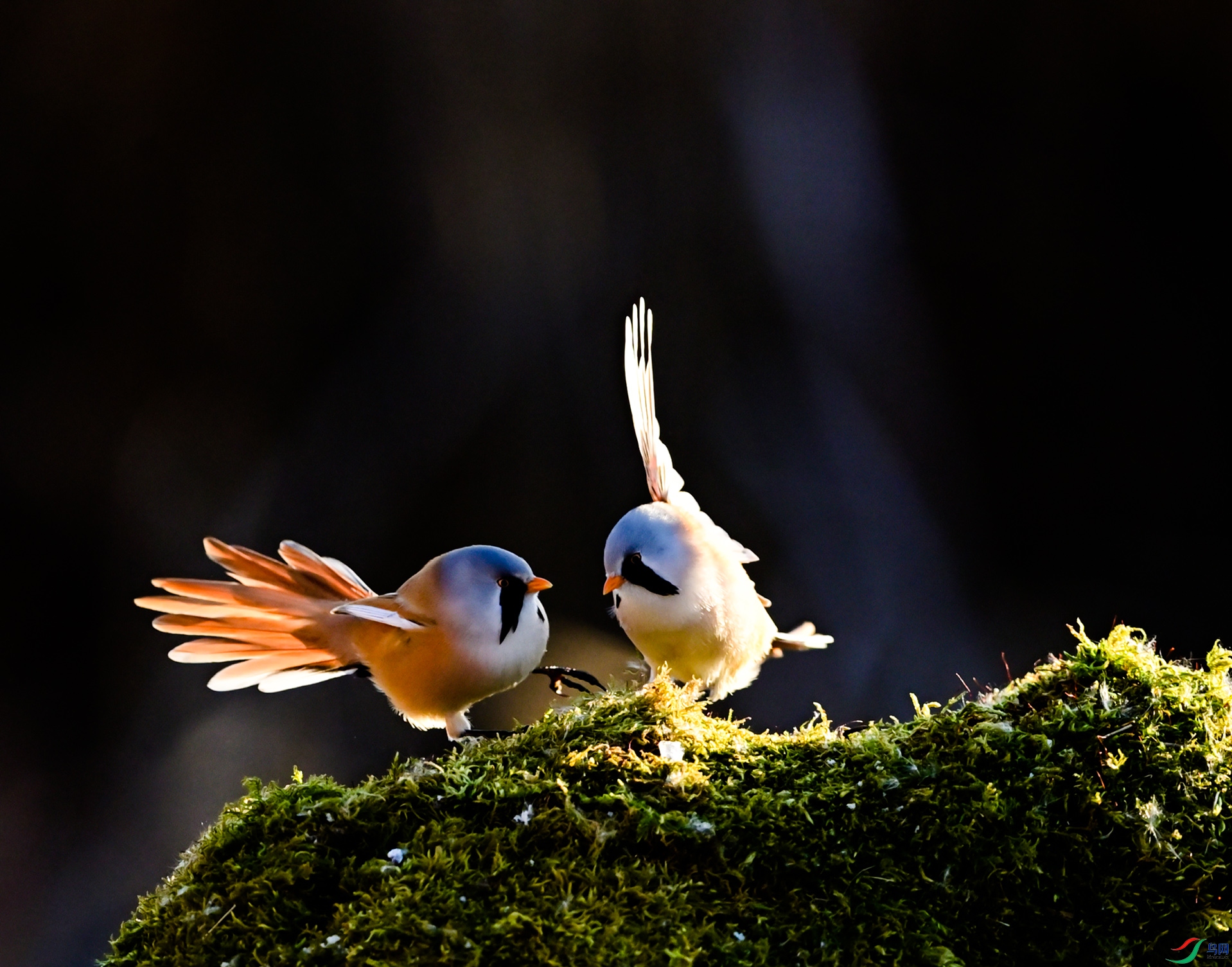 ҹĻ�̵�Բ����