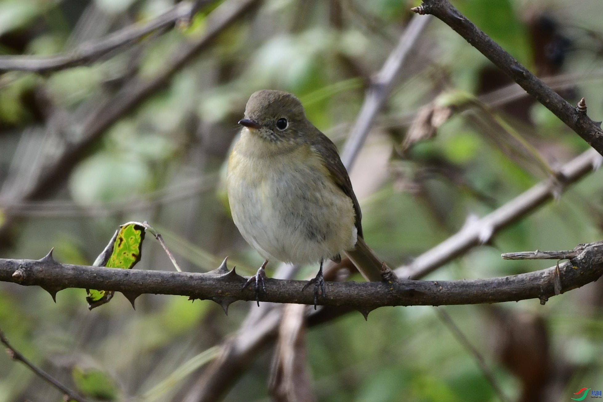 �ѵú�Ϳ8103  ��ʦ����������������ɽ�ϵ���.jpg