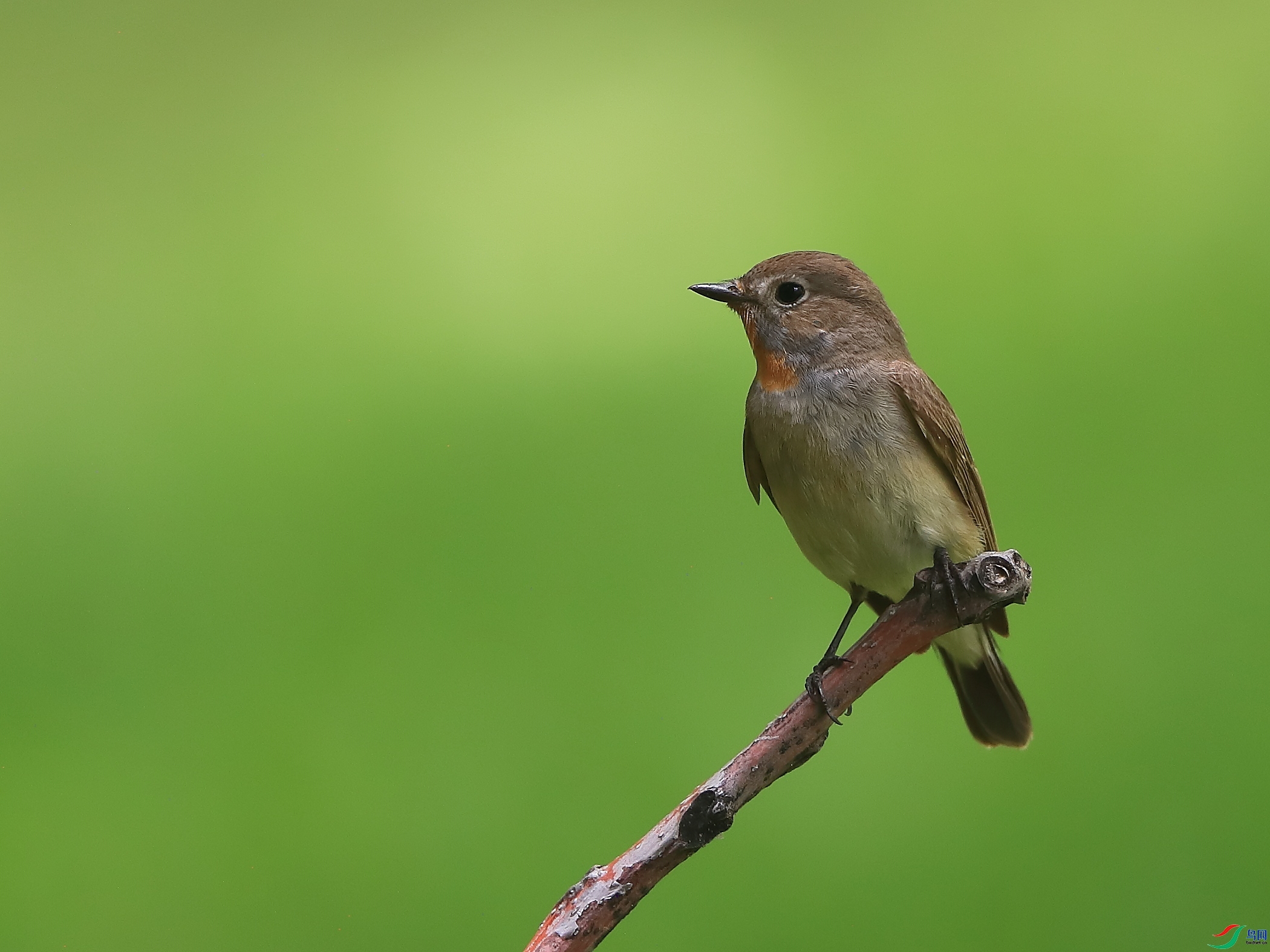 �ǲ�  ��ʦ�����ںӱ�ʡʯ��ׯ��2.jpg