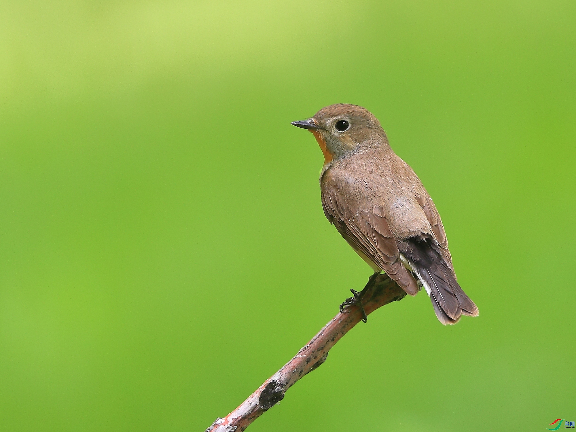 �ǲ�  ��ʦ�����ںӱ�ʡʯ��ׯ��.jpg