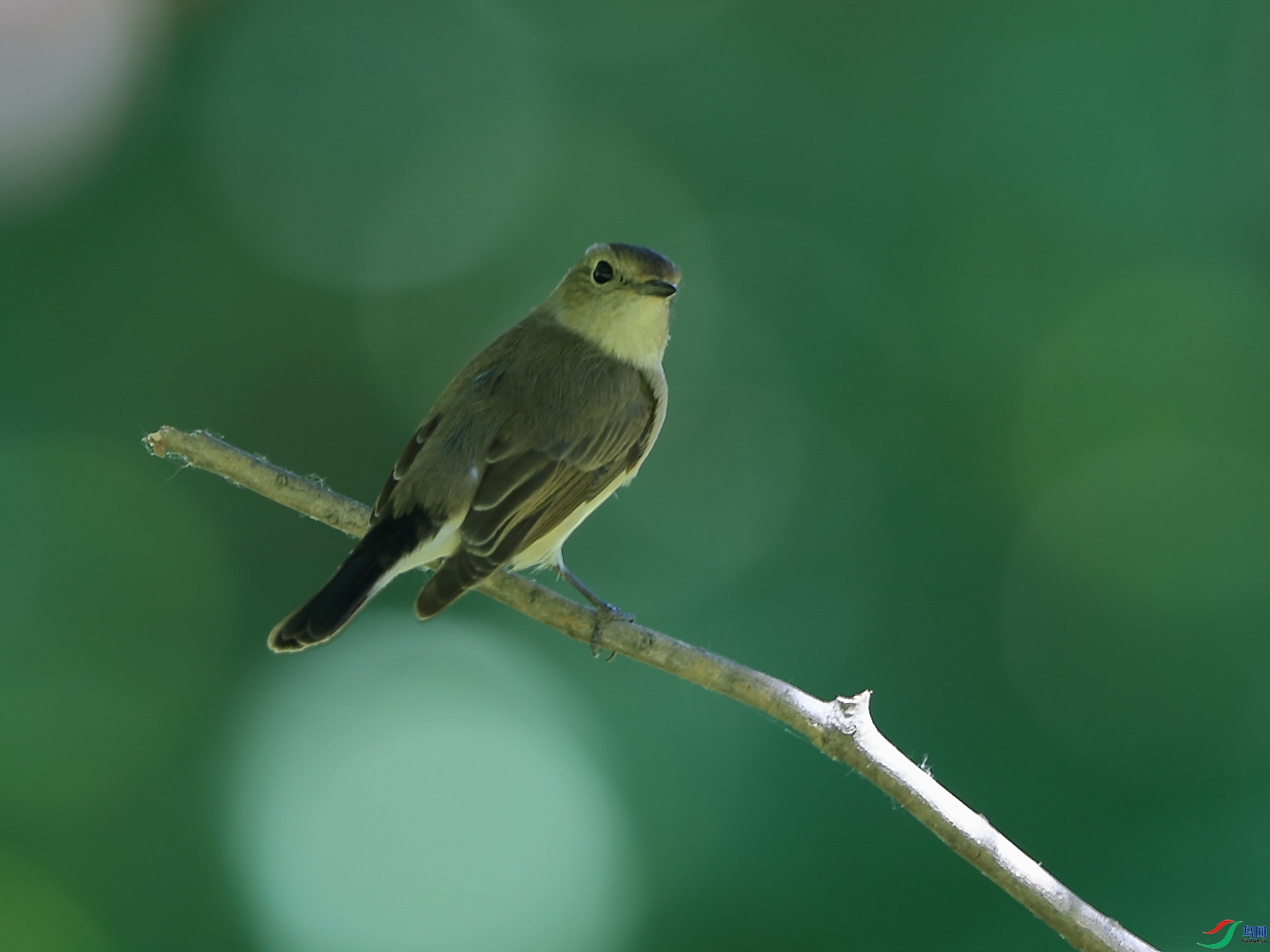 �ǲ�  ��ʦ�����ںӱ�ʡʯ��ׯ��5.jpg