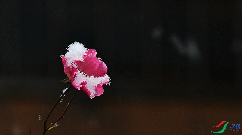 DSC_5585.JPG
