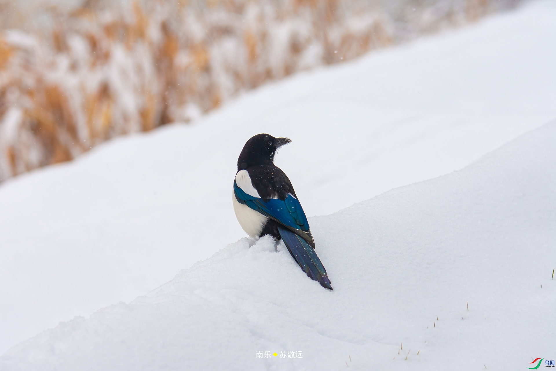 _DSC4461С.jpg