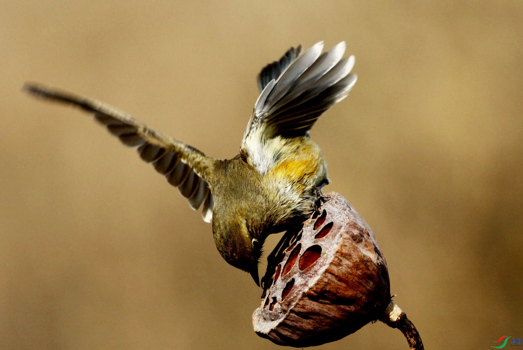 _MG_1034 - ���� - ���� - ���� - ����.jpg