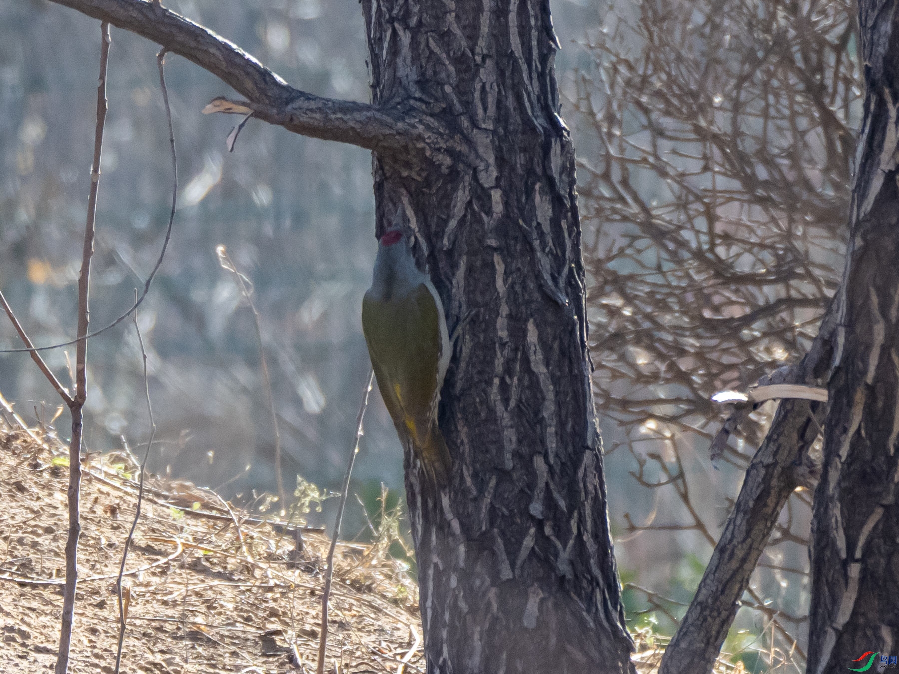 ����ľ��