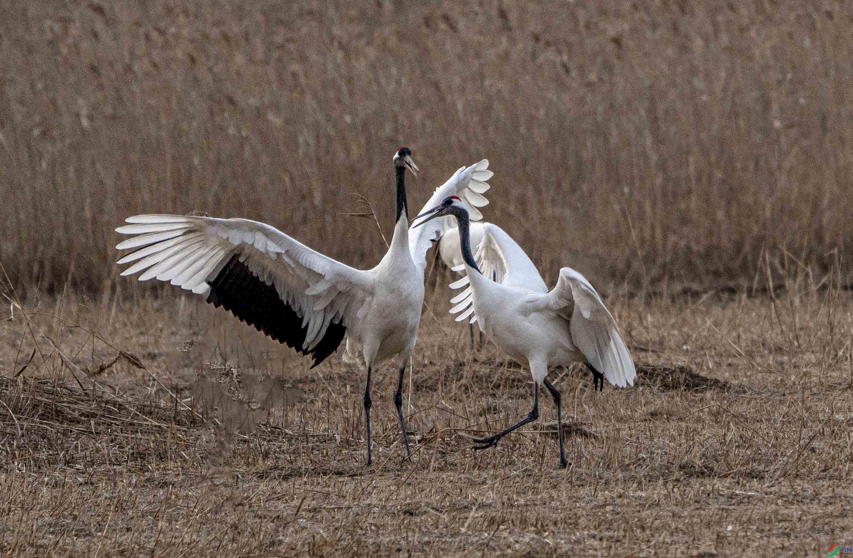 _DSC7697-.jpg