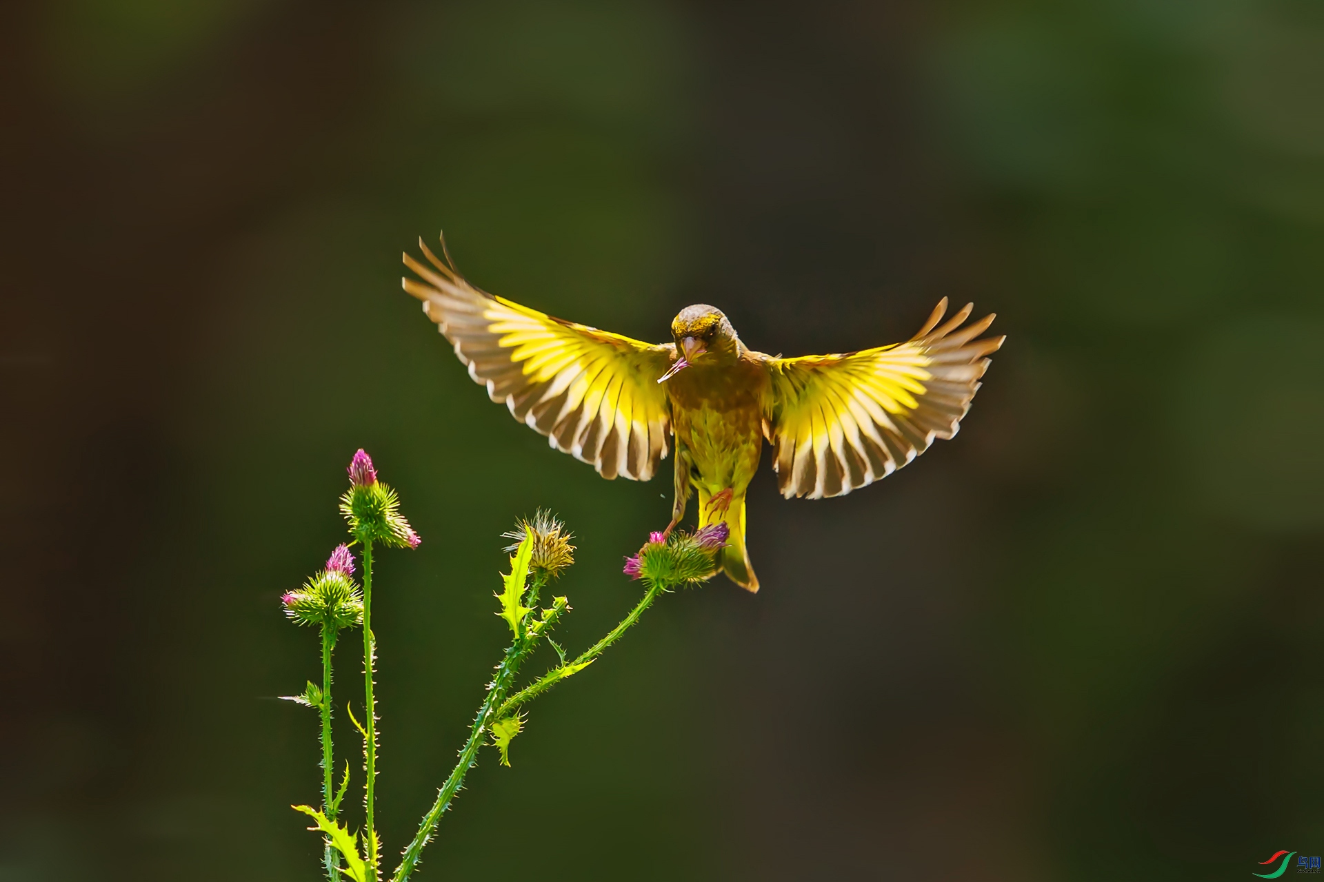 �����ĵ�һ�������