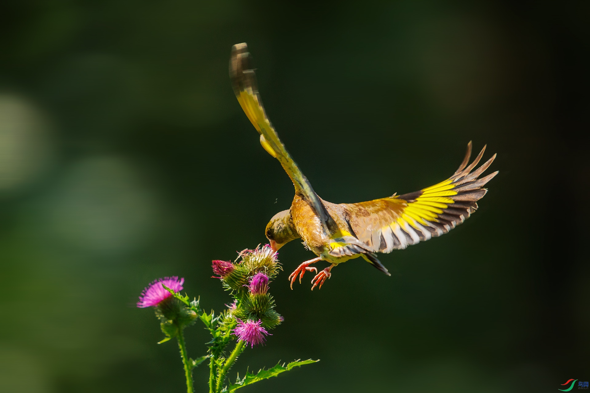 ������ͣ