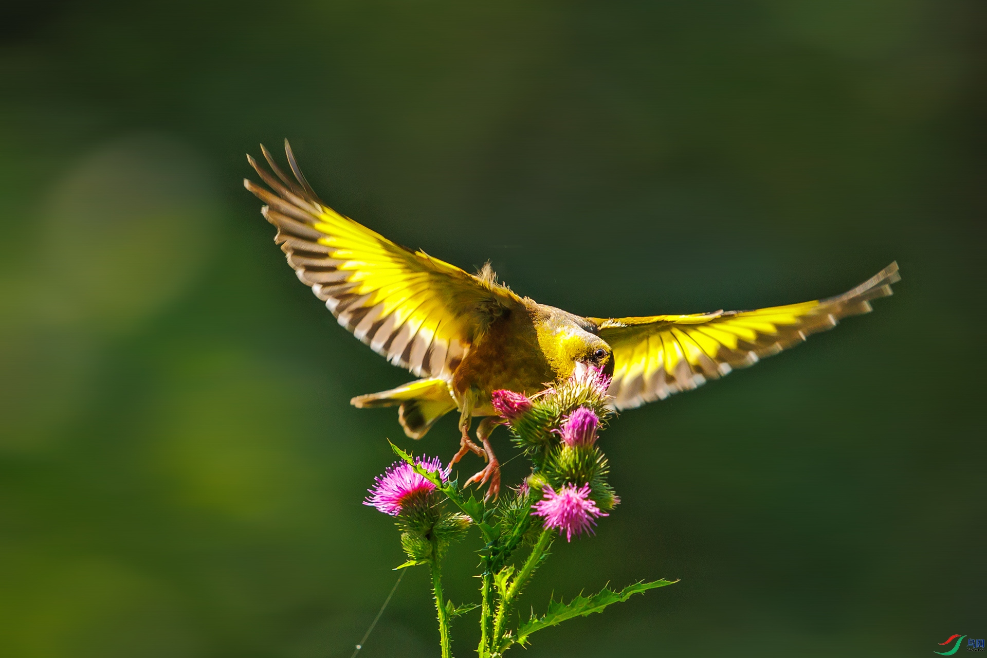 ����һ���˵�����