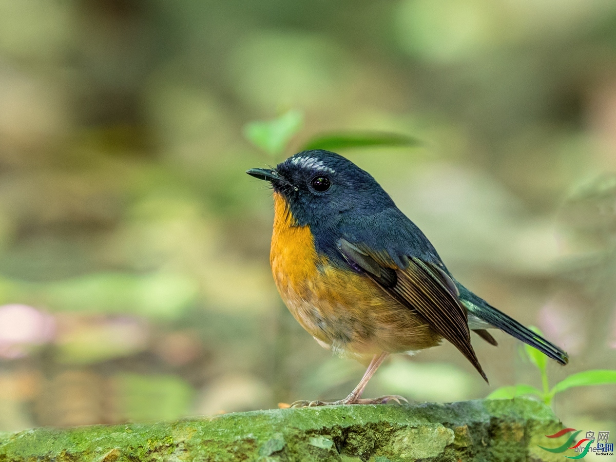 ��ͥ�Ų�YES  ��ʦ�������Ĵ�ʡ�ɶ���.jpg