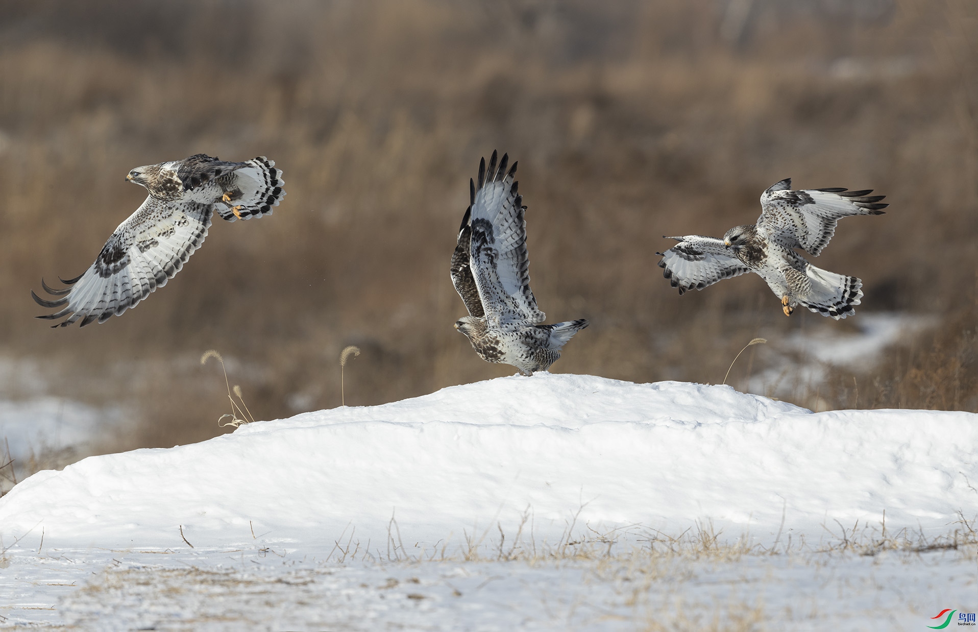 WGX_3356-1 ����.jpg