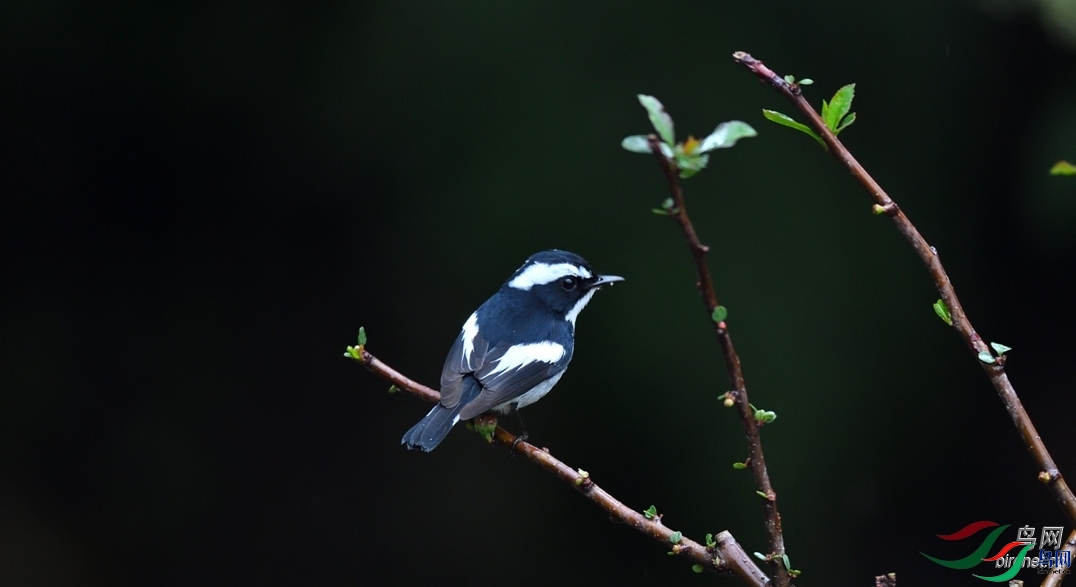 ��Ӱ���2012  ��ʦ����������ʡ��ɽ���ڳ���.jpg