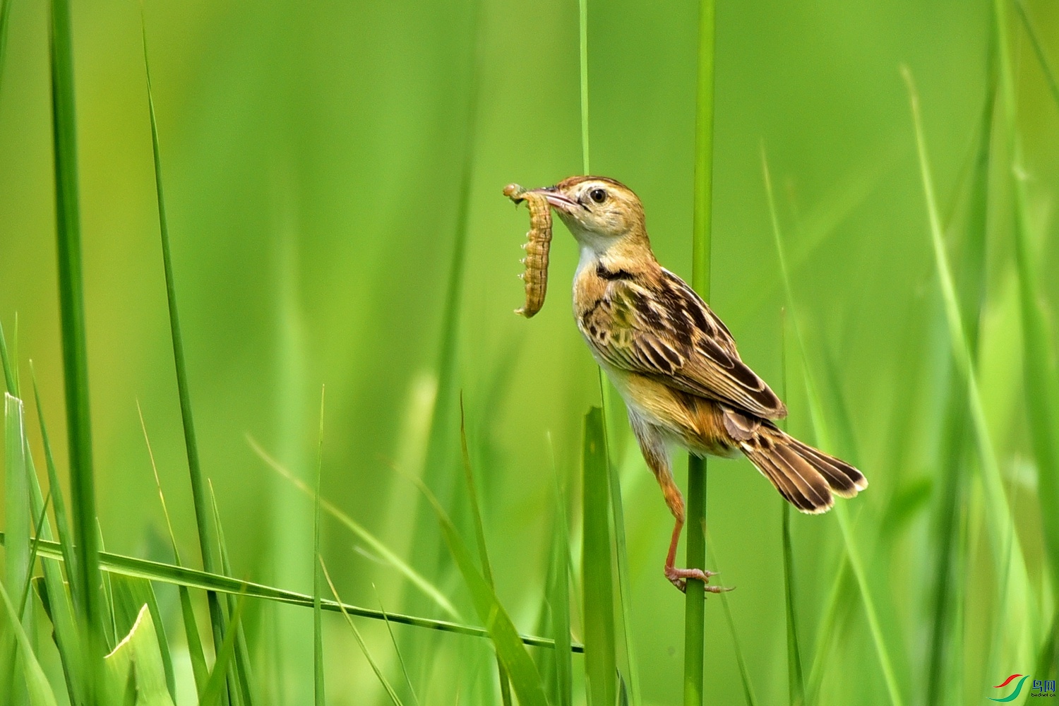 Picture 18648640.jpg