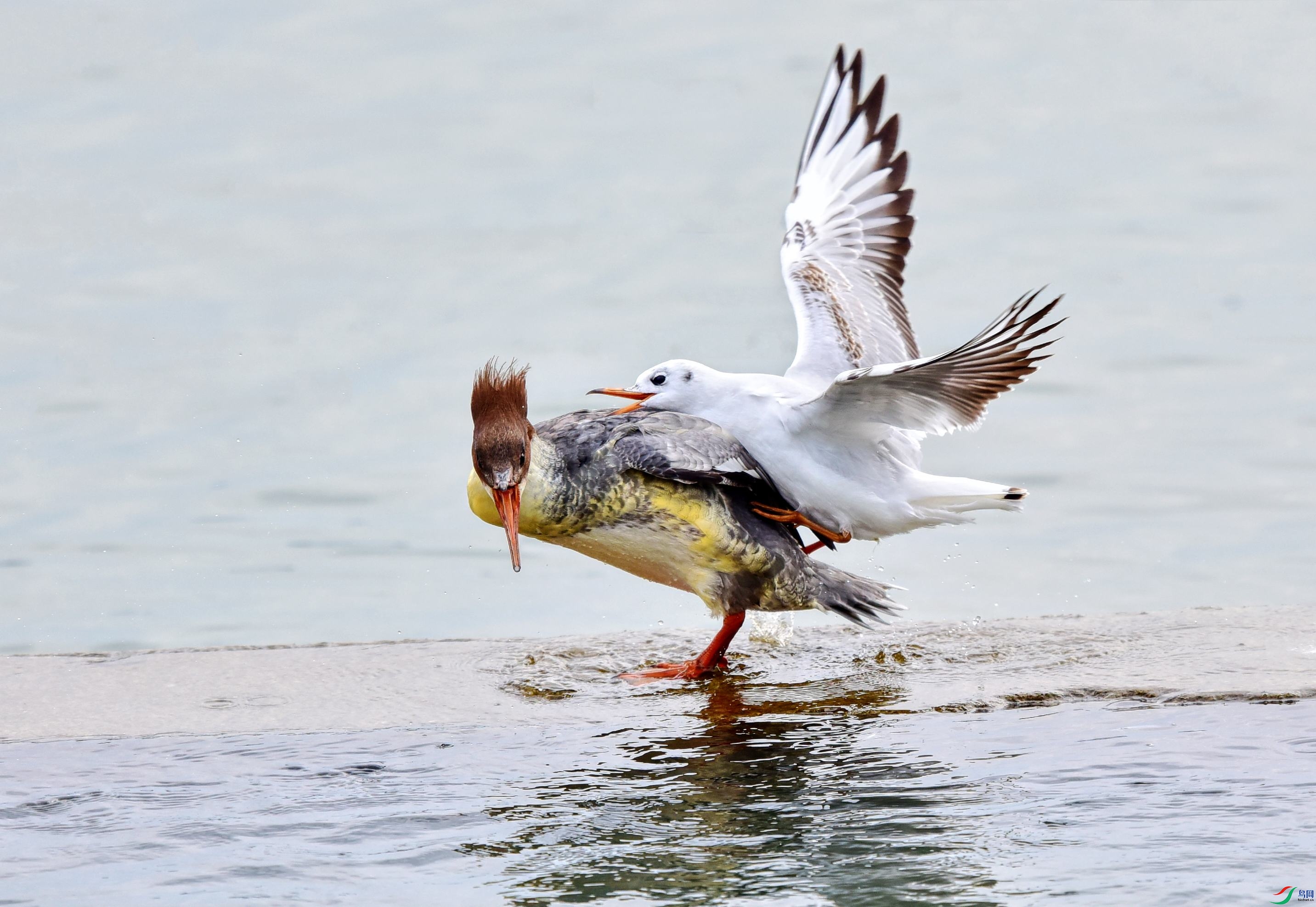 DSC_1880_conew1.jpg