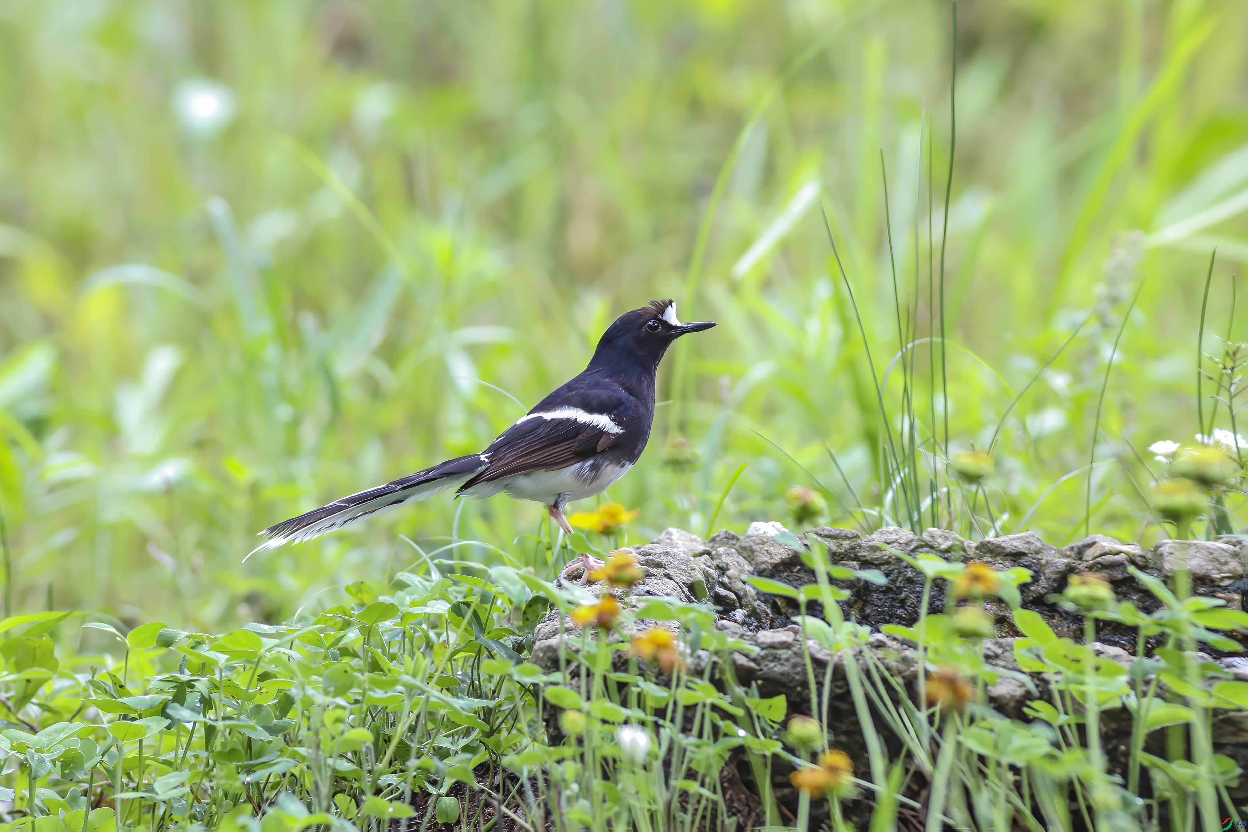 ��β����