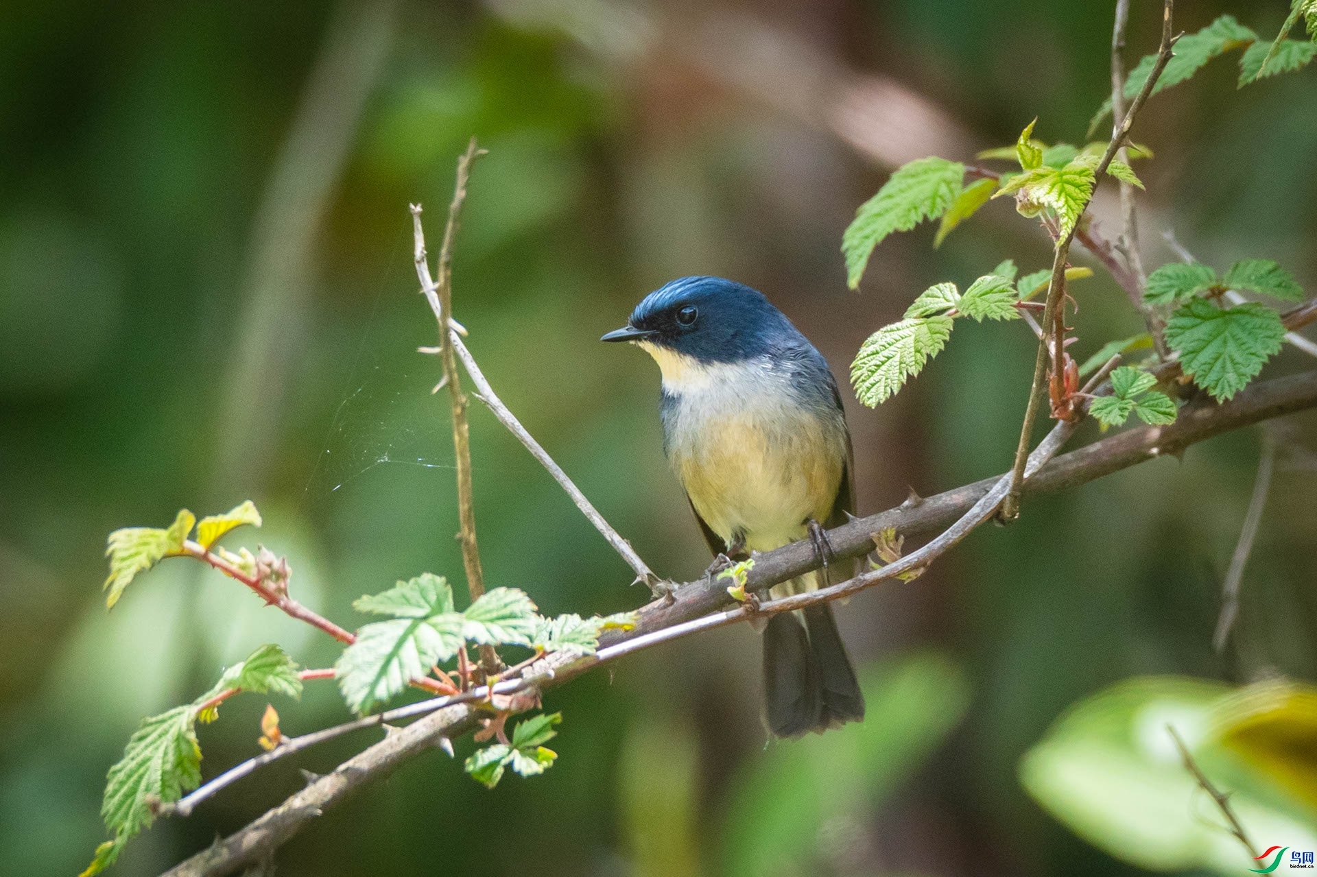 ϲ��  ��ʦ����������������ɽ�ϵ���������.jpeg