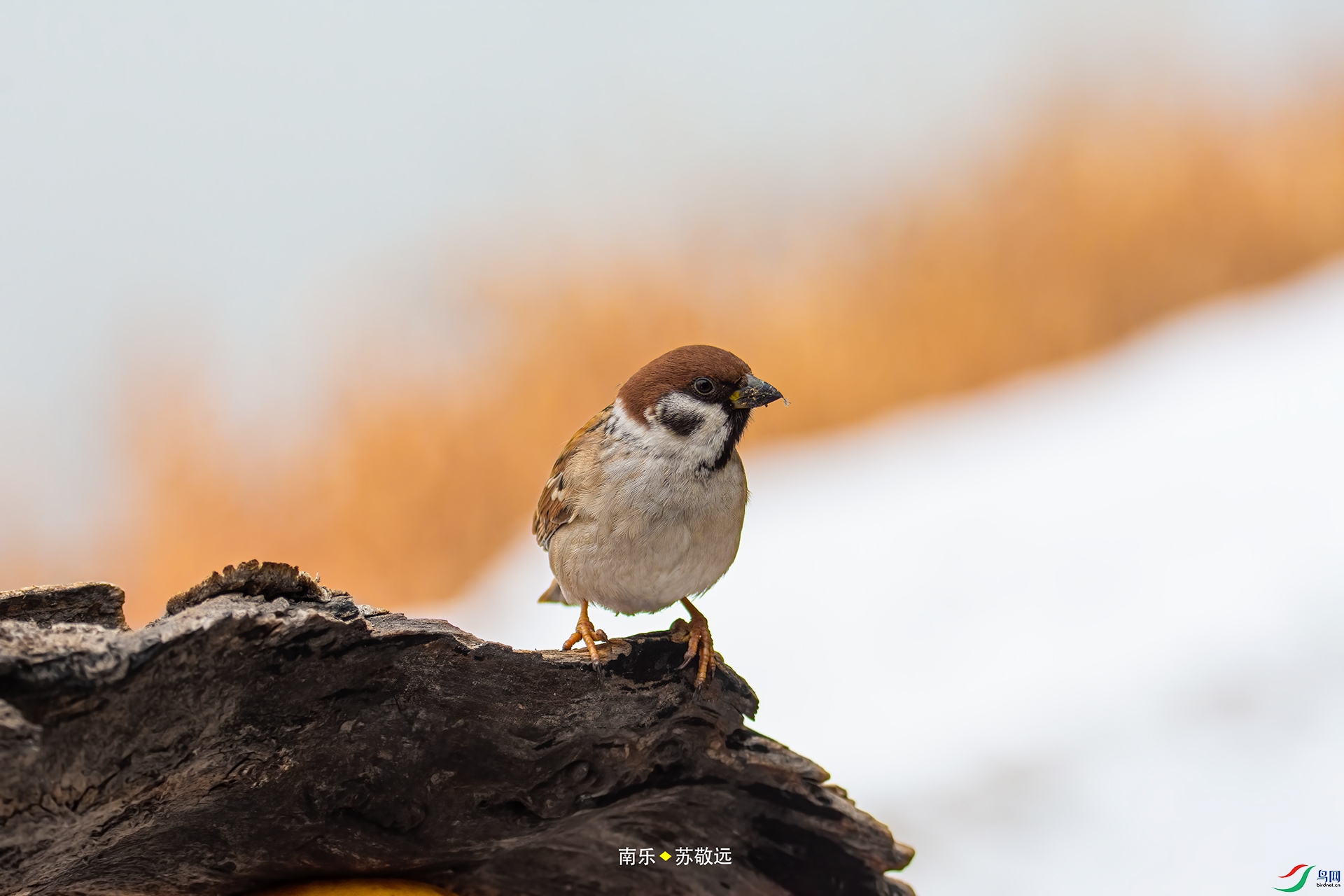 _DSC1106С.jpg