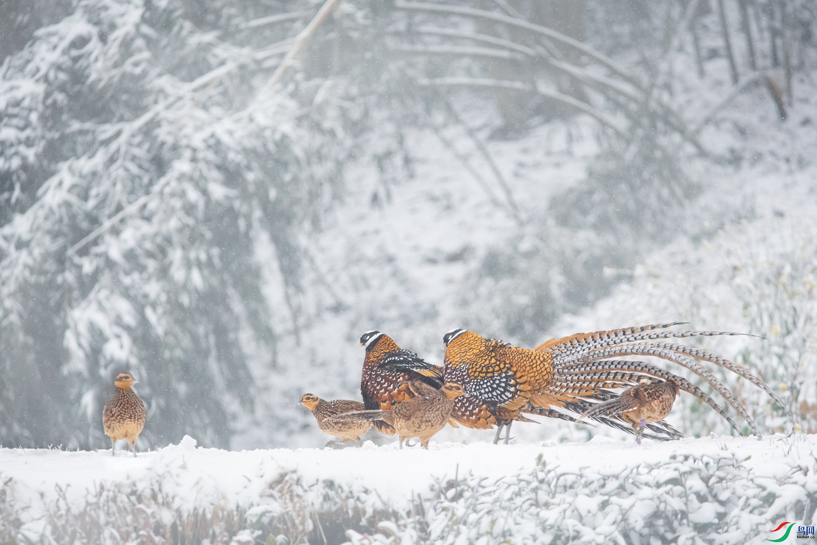 DSC_1002 ����_����.jpg