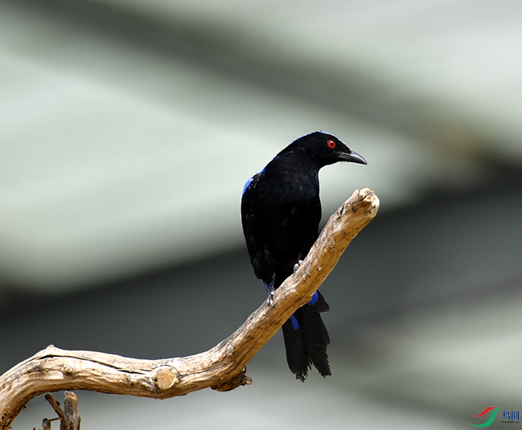 _GZ39891 ����.jpg