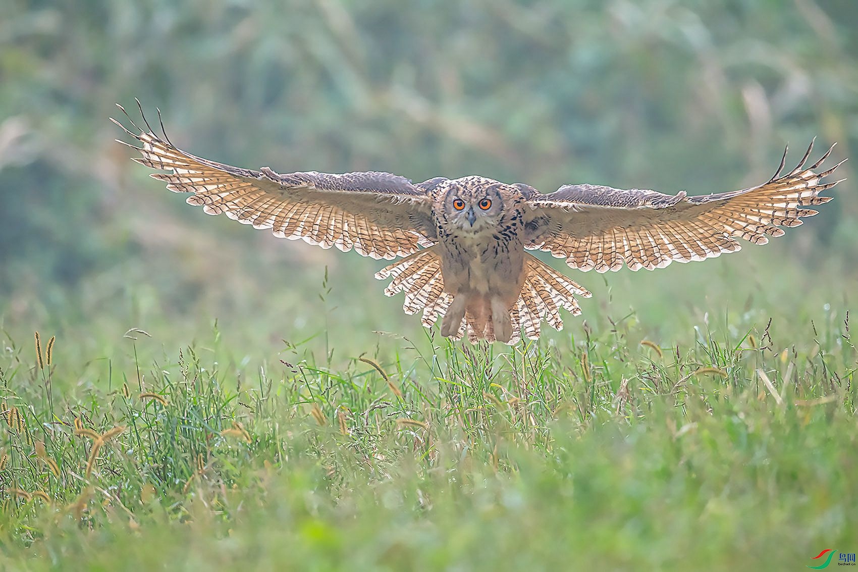 DSC_9642.jpg