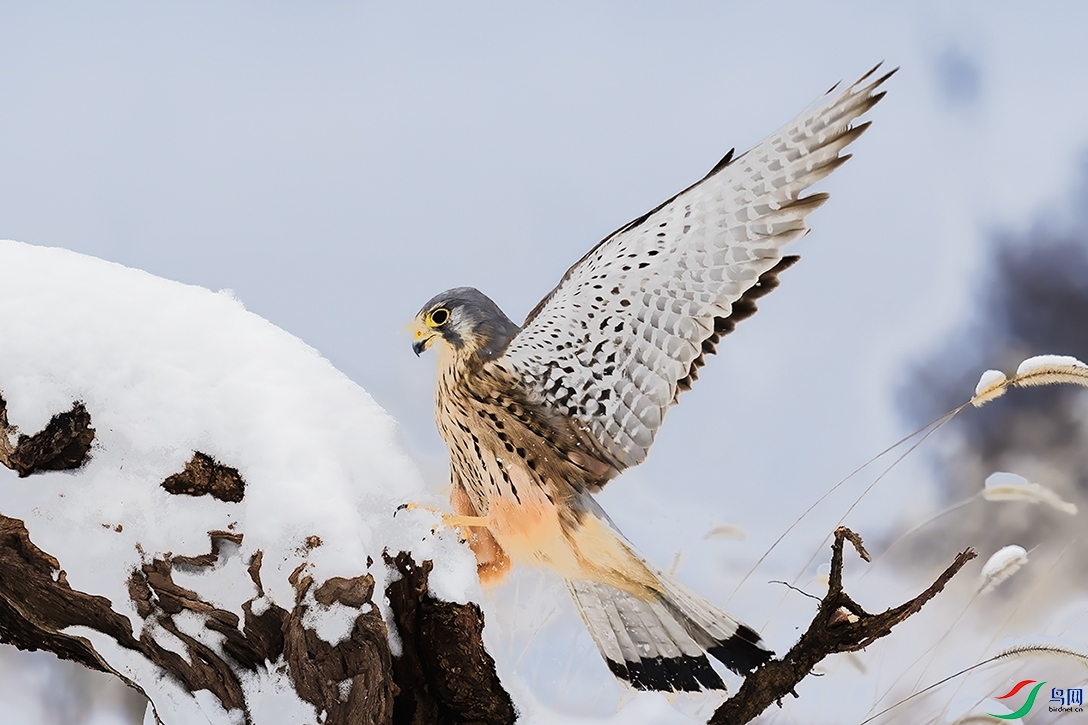 ������֣���м�³���ϡ�