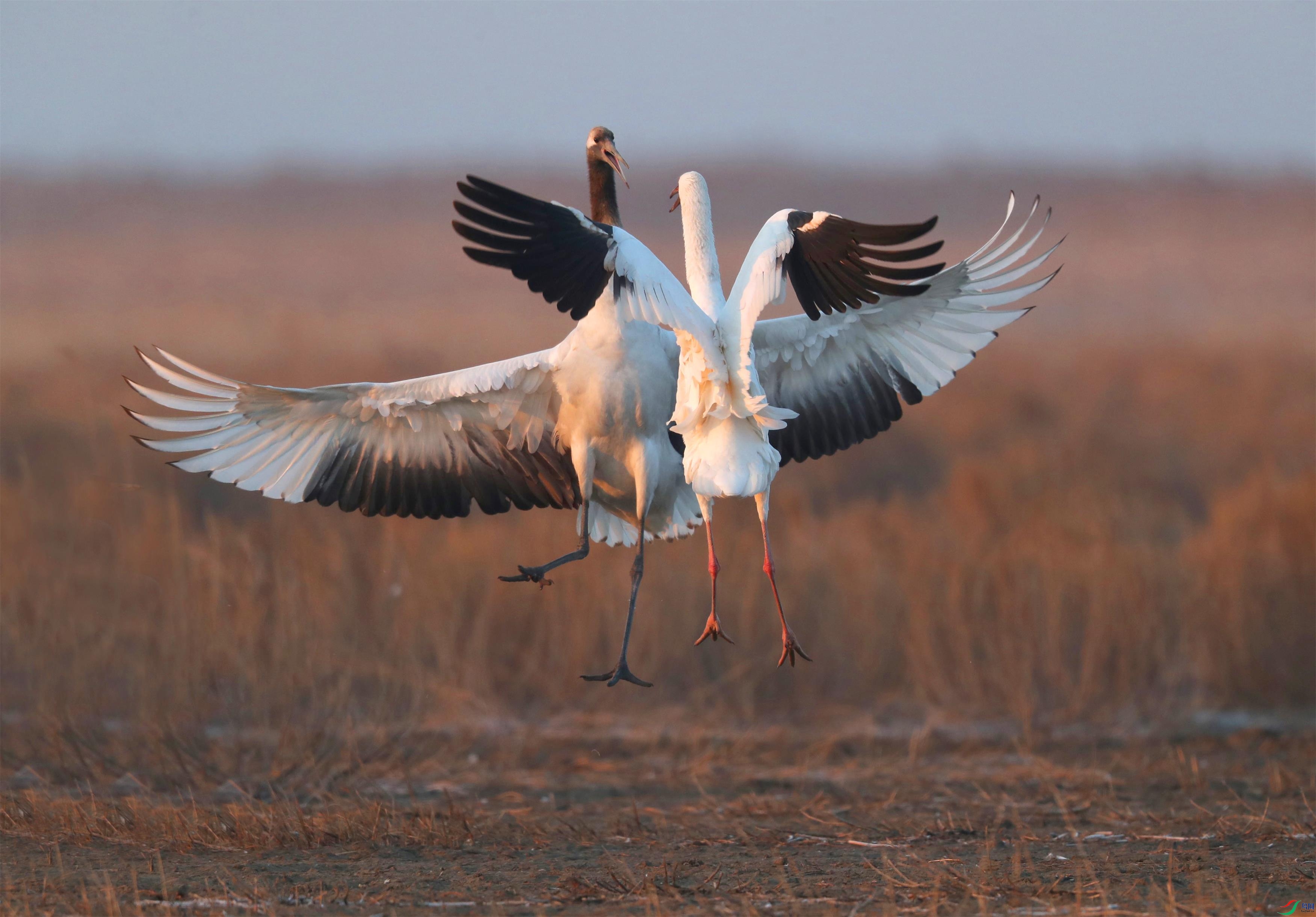 A15I4531 - ����.JPG