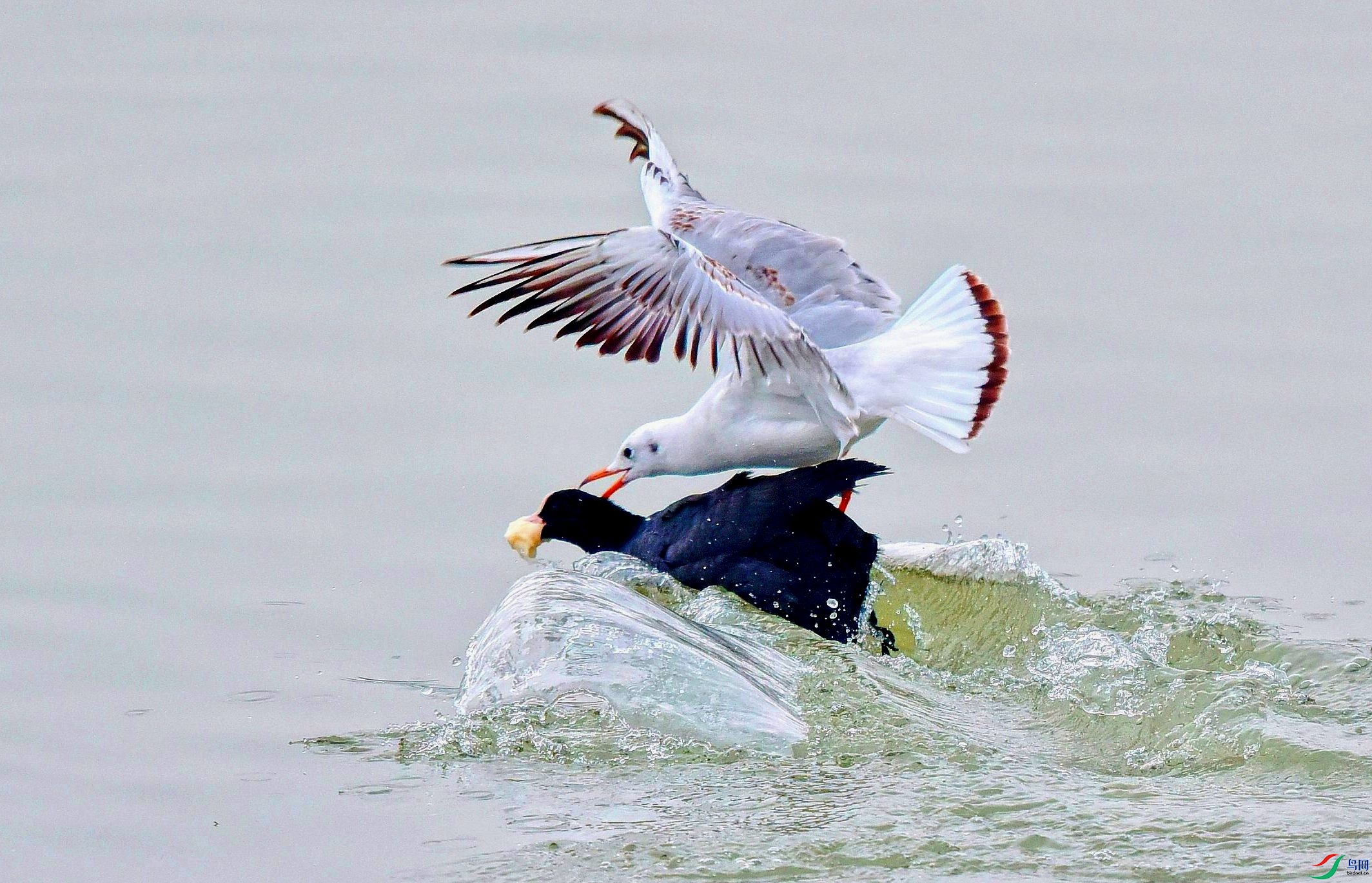 DSC_7230_conew8.jpg