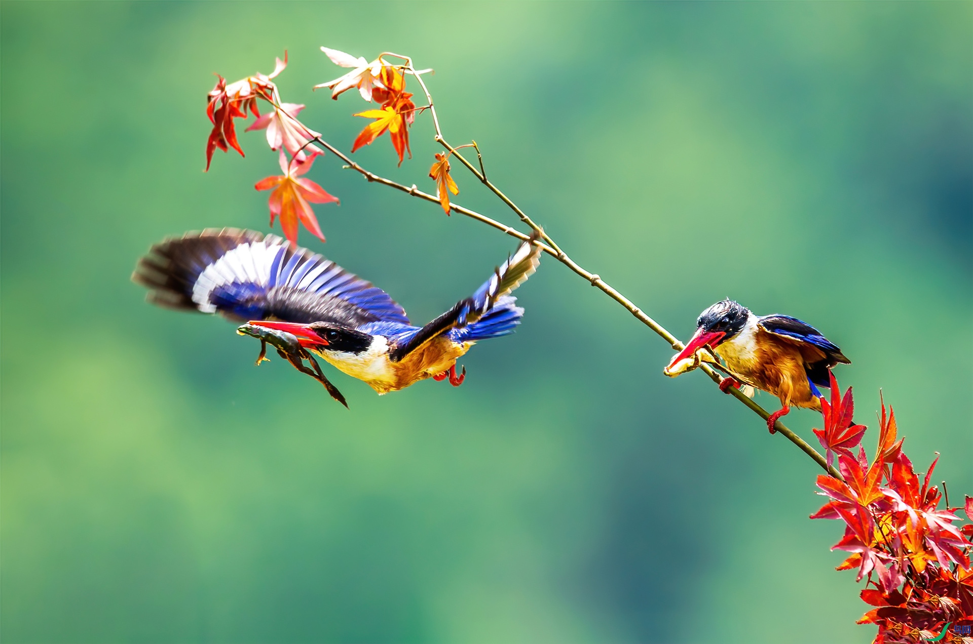 WGB_2717-1-DeNoiseAI-standard.jpg