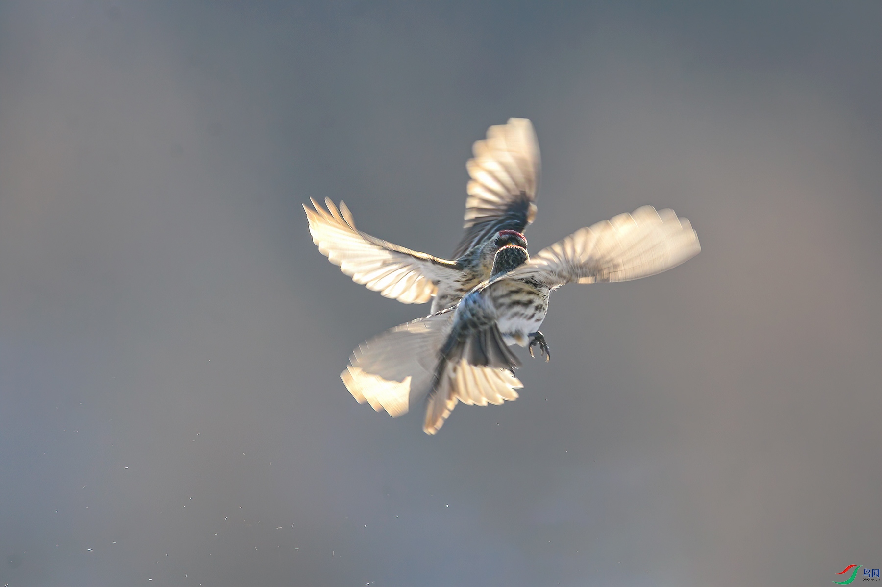 _L102635-3.jpg