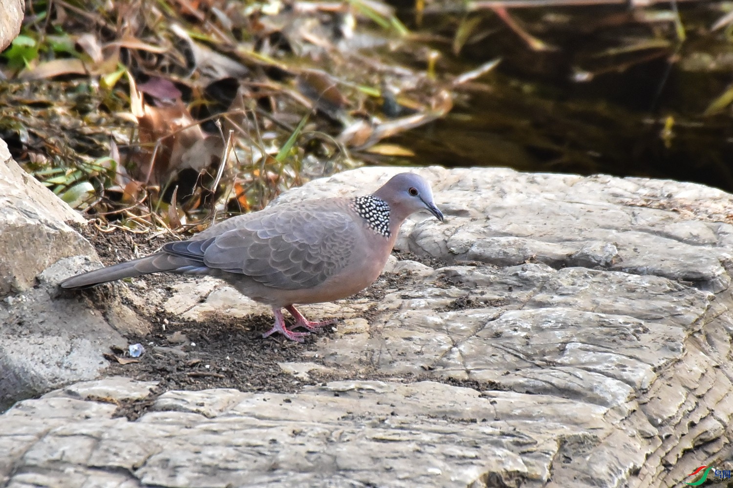 DSC_9691.JPG