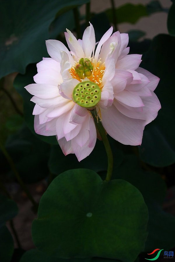 ׳�������� ����.jpg