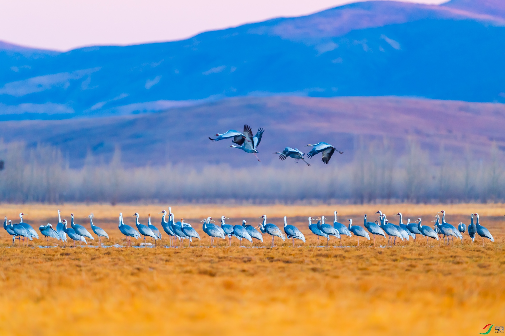 _DSC4018.JPG