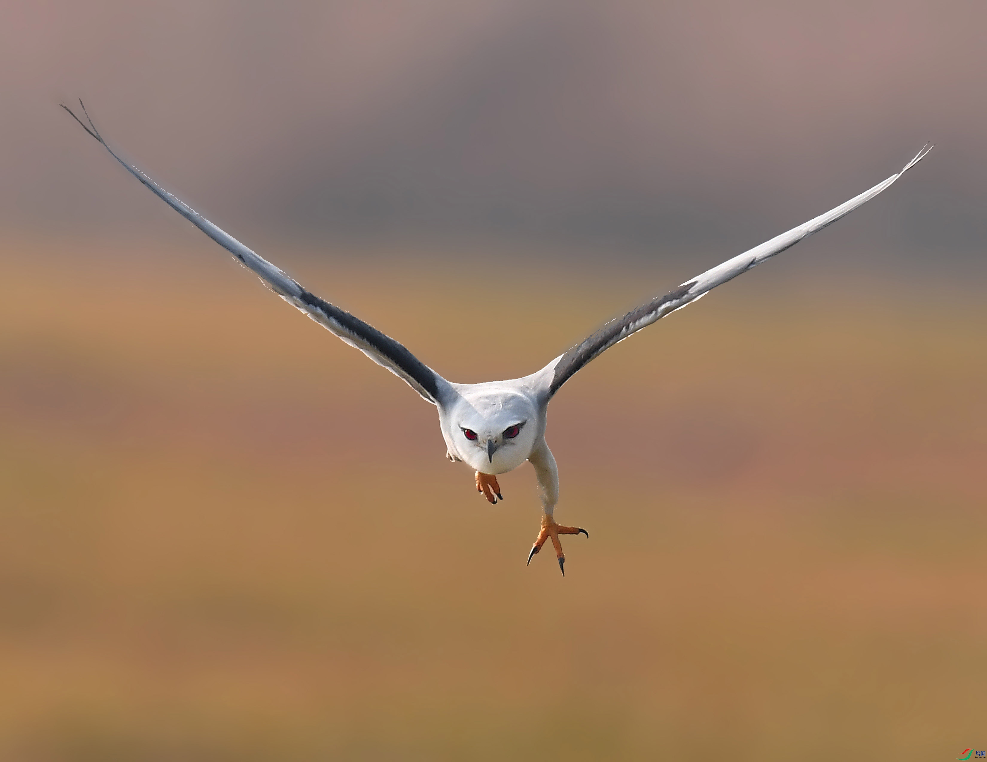 DSC_5884 - ����.JPG