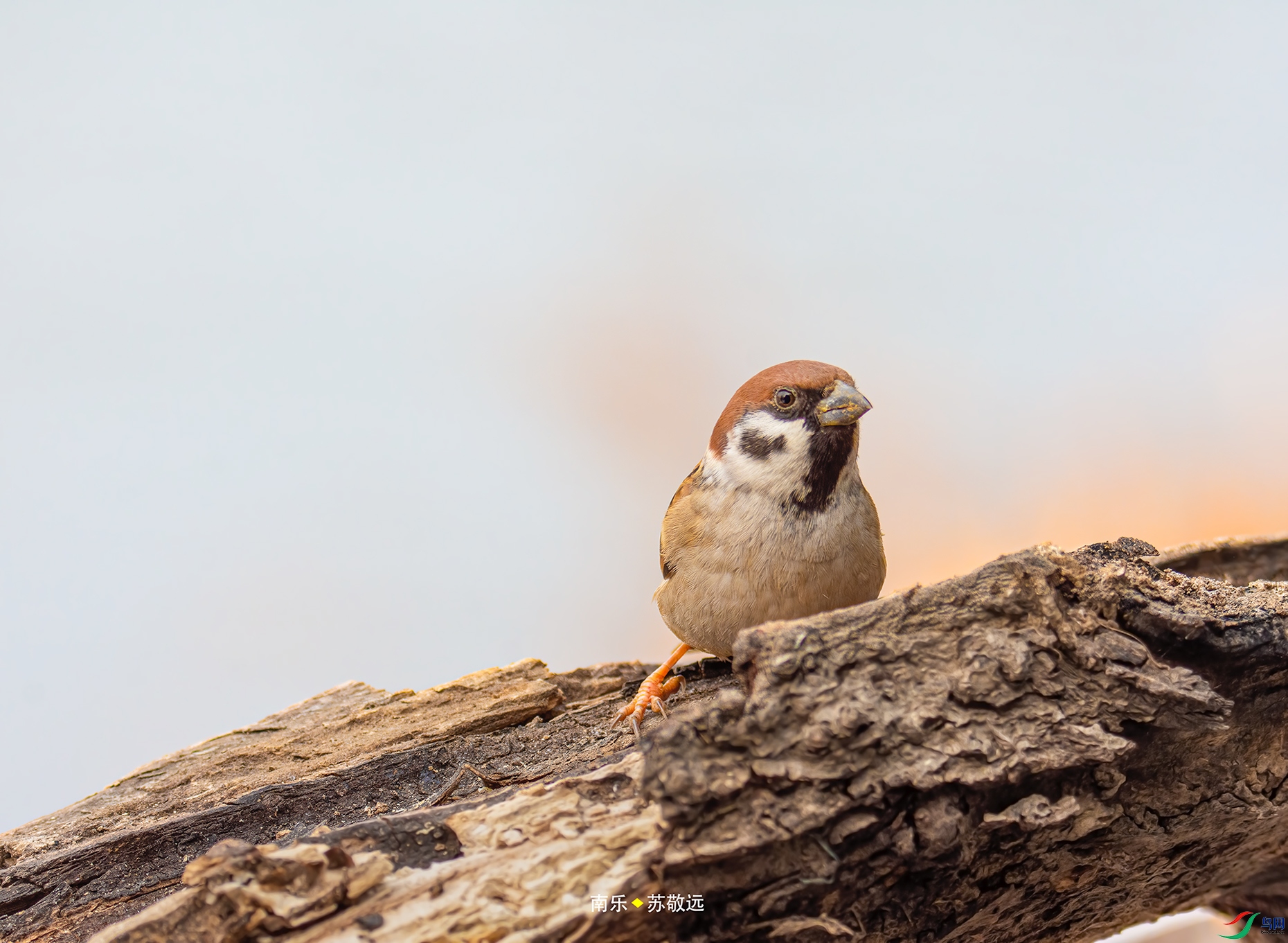 _DSC4505С.jpg