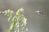 _C5R3518_���� - ����.jpg