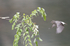_C5R3509_����.jpg
