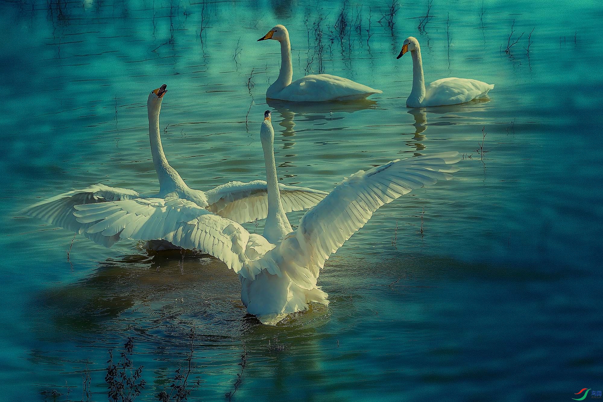 _DSC2133b-(3) a����.jpg