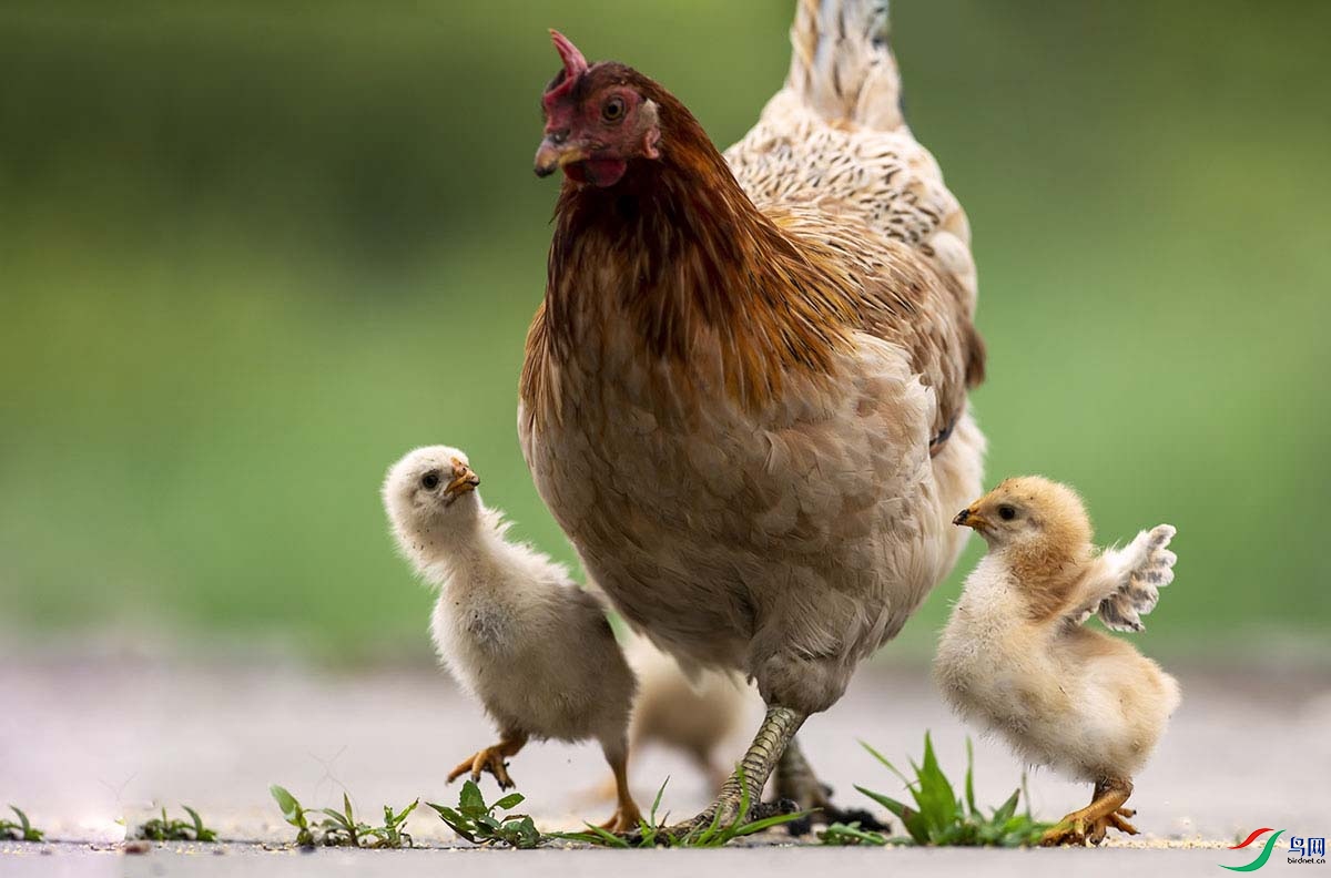 _DSC0945.jpg- - ����.jpg-.jpg