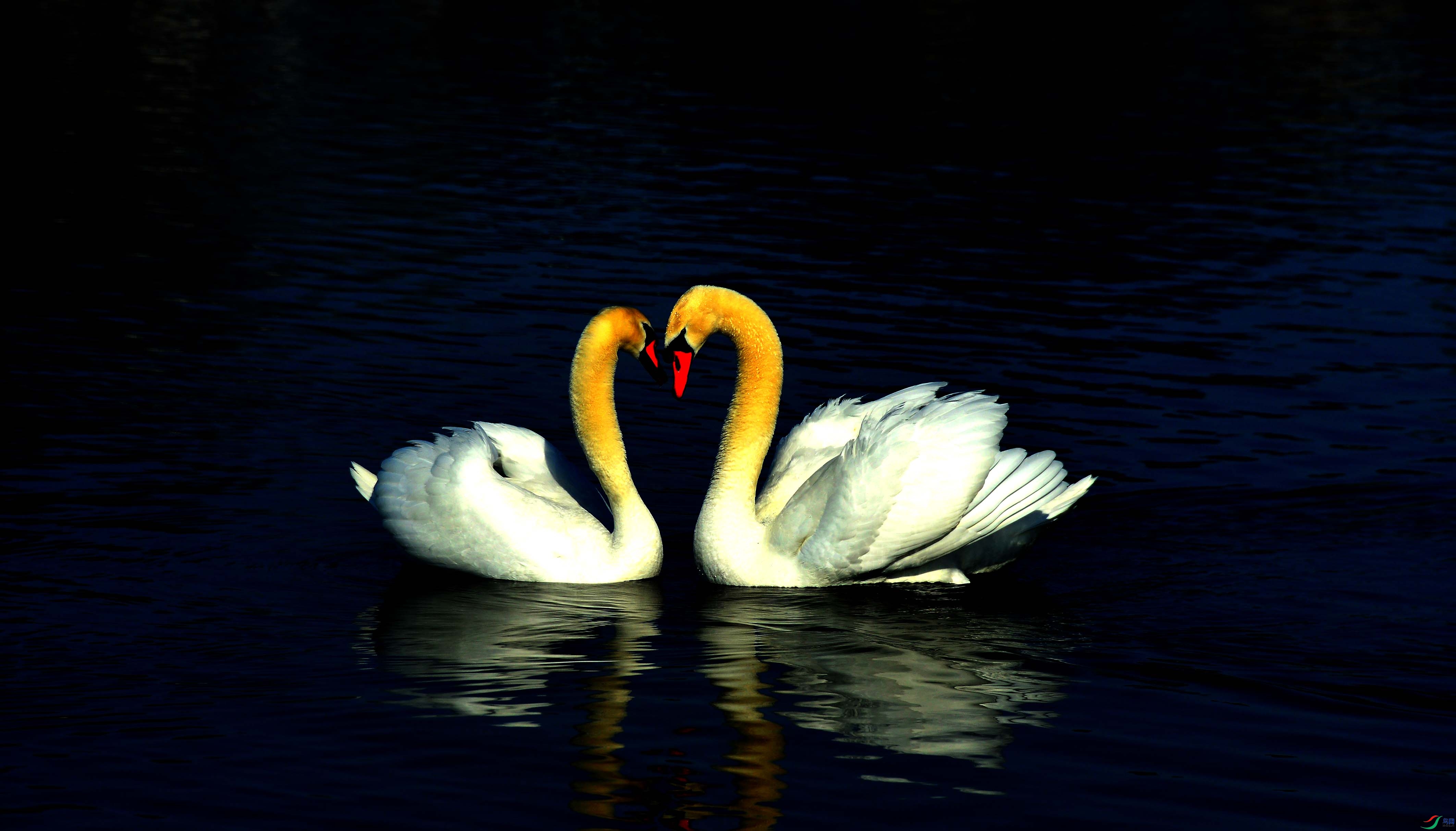 ������ӡ