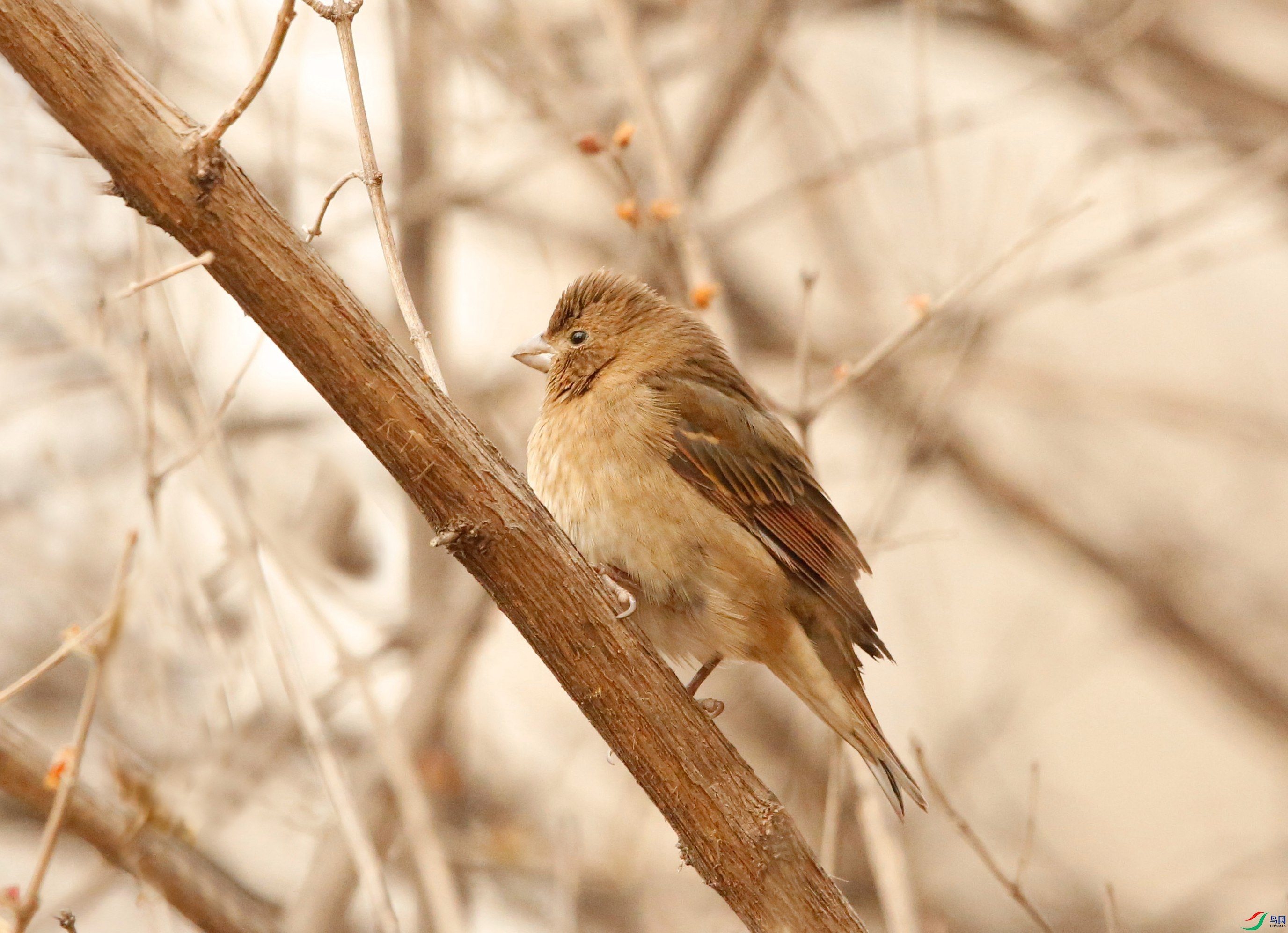 _39A1692 - ����_����.jpg