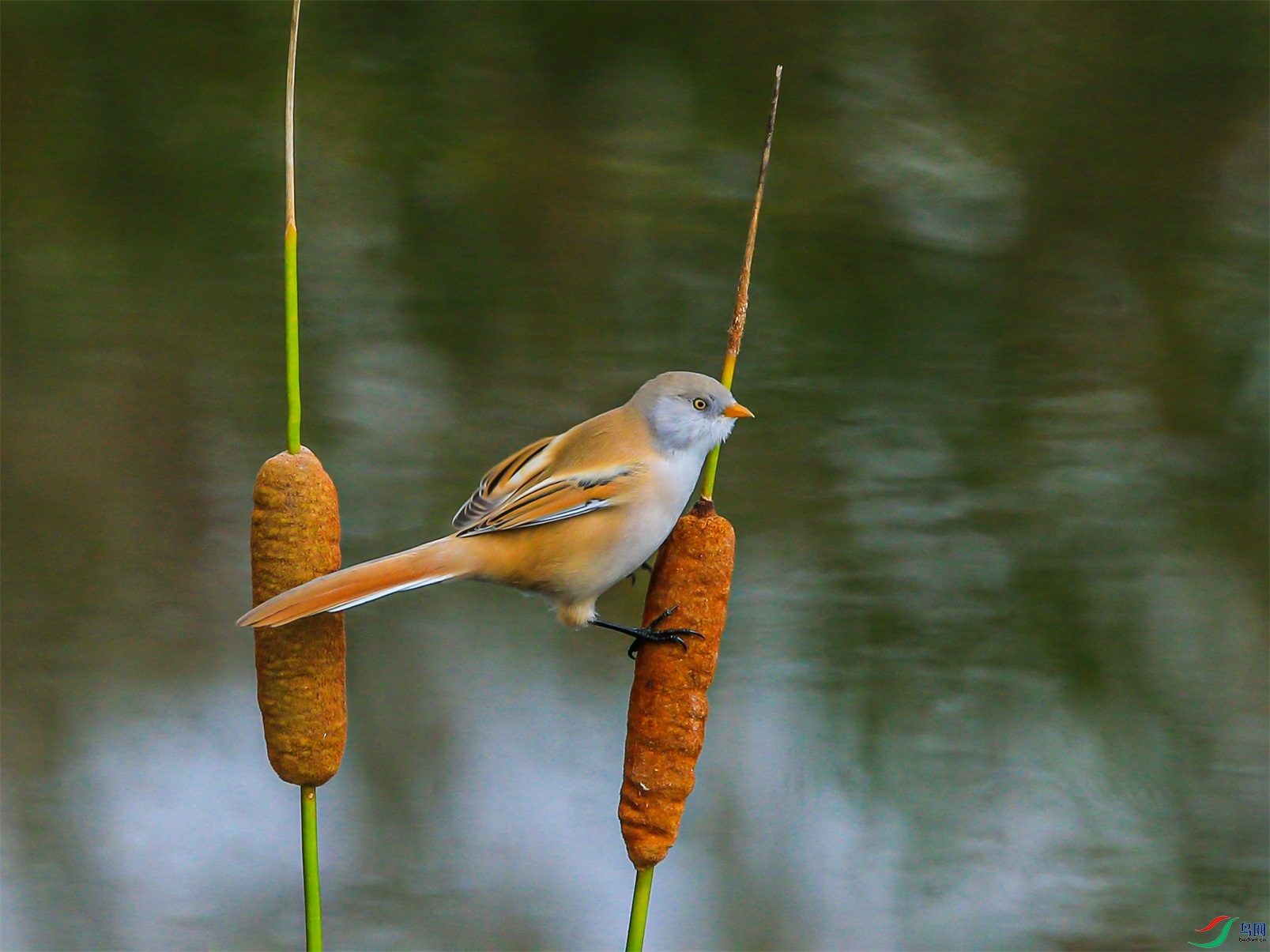 375 ����1.jpg