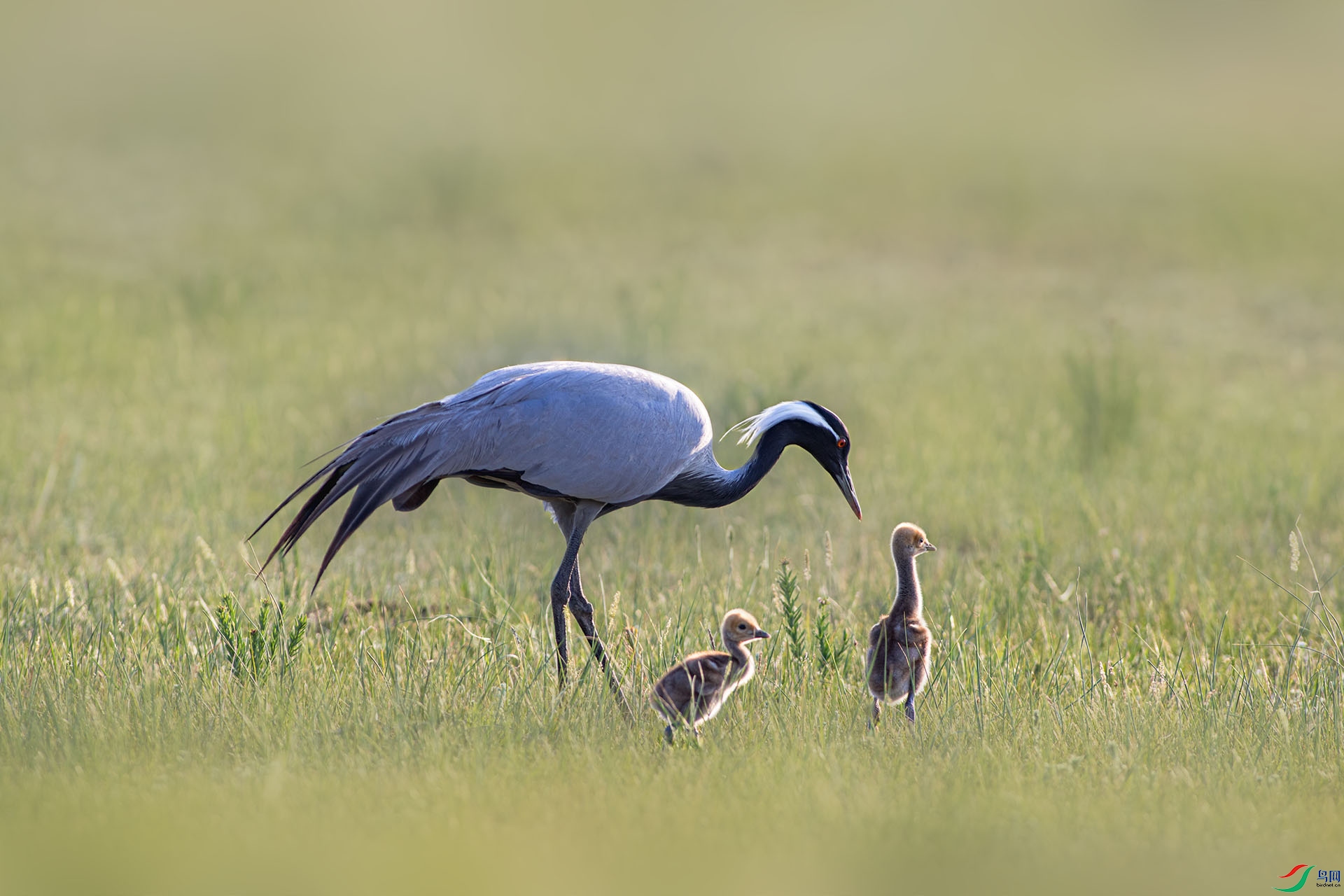 IMG_1139 ����.jpg