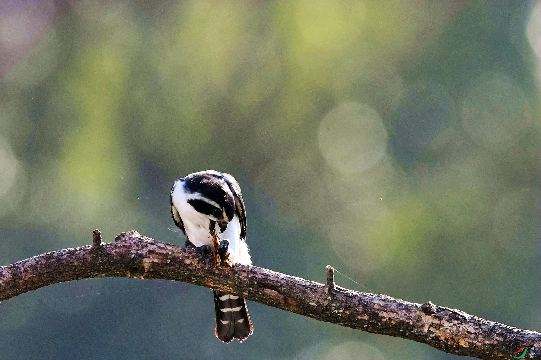 DSC_2884_����.jpg