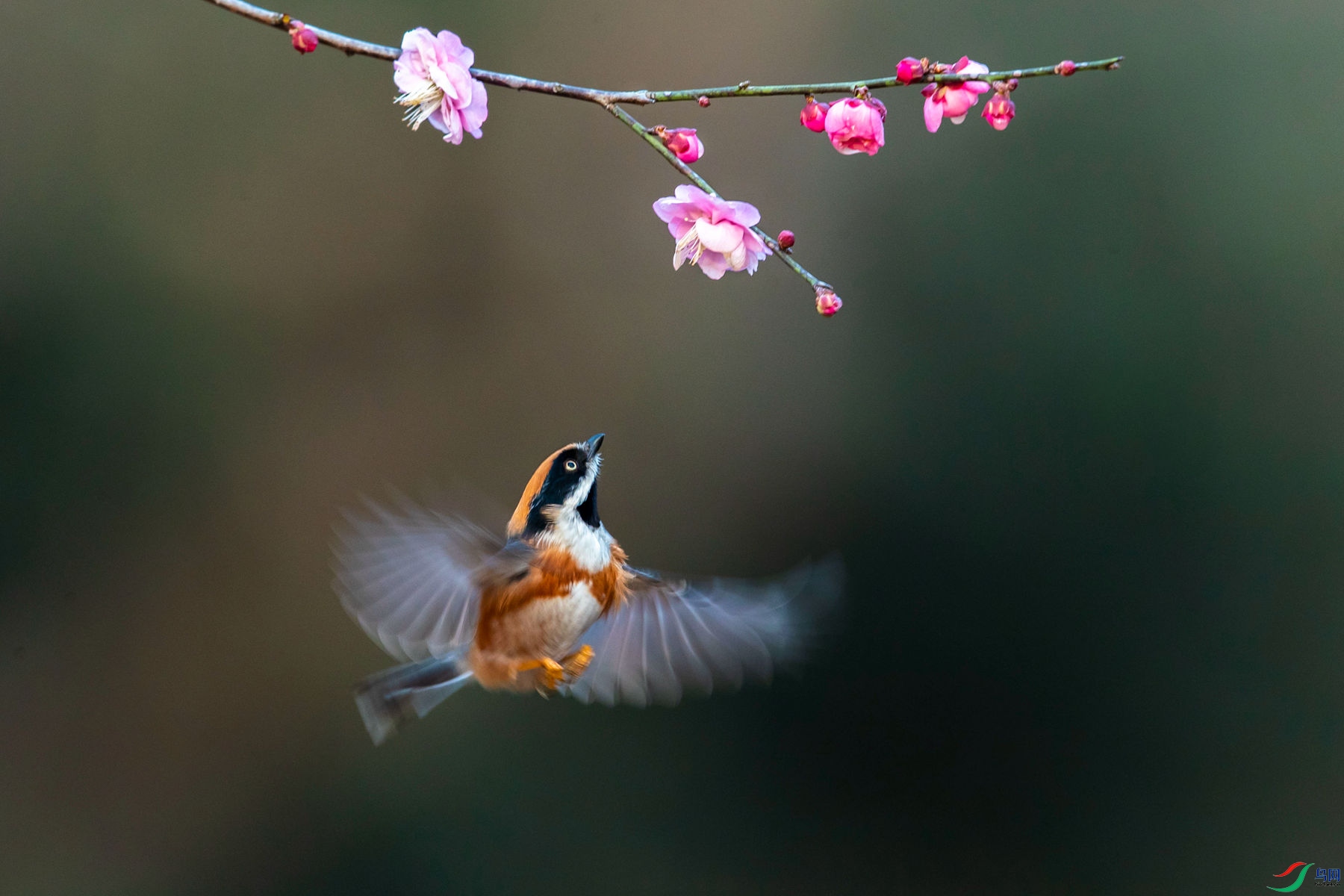 ��ͷ��βɽȸ