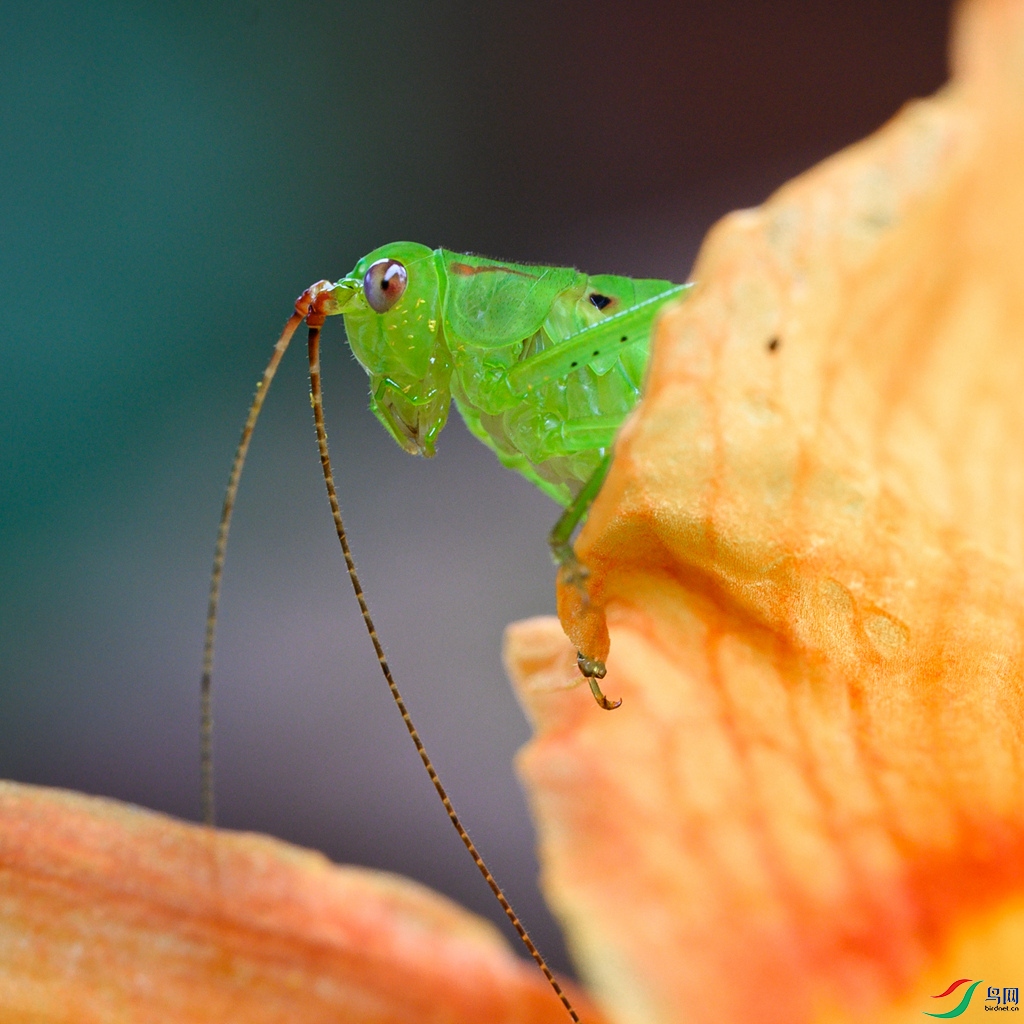 ��ѧ΢�࣬����ָ�̣�