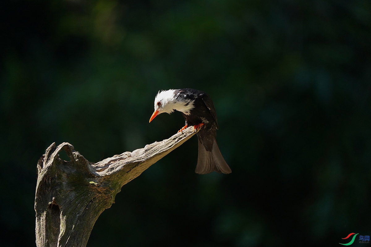 DSC02499 ����.jpg